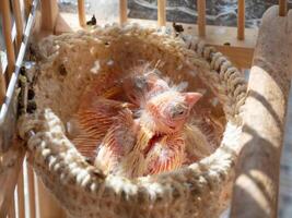 Just hatched three blind canary chicks from an egg in the nest. photo