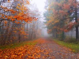 Mystical landscape with blue fog in autumn forest photo