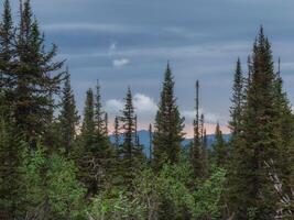 Tree tops. Firs tree in the mountaine, evening mountaine landscape. photo