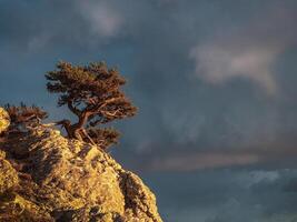 Relic trees and sunny evening rocks. Dramatic sky. photo