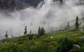 Atmospheric forest landscape with coniferous trees in low clouds photo