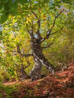 Sunny autumn beech forest with fancy tree trunks photo