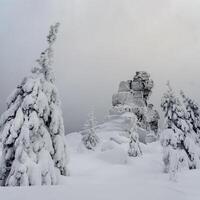 Winter forest in Lapland, trees and stones in the snow. photo