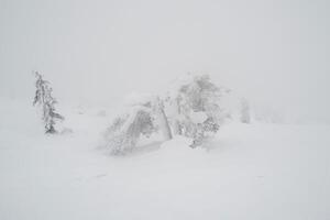 Foggy forest in winter, minimalistic view. photo