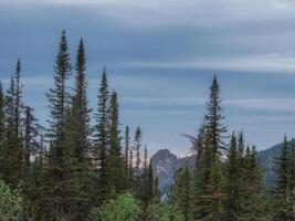 Firs tree in the mountaine, evening mountaine landscape. photo