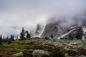 forest landscape with coniferous trees in low clouds photo