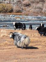Vertical view of yaks grazing on autumn pastures in the steppes of Mongolia. Mongolian cattle in the sunny morning. photo