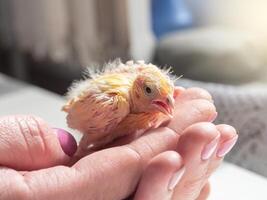 Funny helpless chick screams in the palms. Close-up of canary ch photo