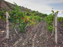 Rows of vines fields in the Crimean Peninsula photo
