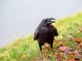 A black Raven on the grass with its beak open looks at the camera. photo