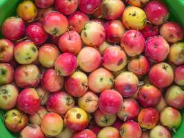 Red apples in water. Washing the Apple harvest photo