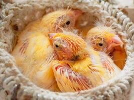 Defenseless chicks sleep in the nest. Newly hatched canary chick and eggs in the nest. Breeding of songbirds at home. photo