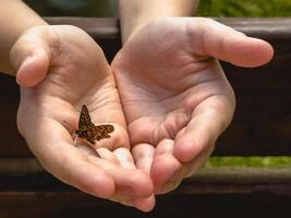Beautiful butterfly on child hands with blurred background photo