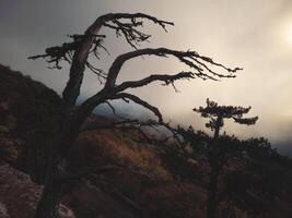 Silhouette of tree on mountainside with foggy weather. photo