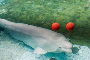 Big and beautiful whale in the pool. photo