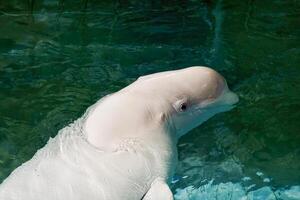 Big and beautiful whale in the water. photo