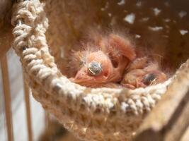 Just hatched three blind canary chicks from an egg in the nest. Spring replenishment in the family. Breeding of songbirds at home. photo