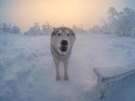 Portrait of a dog in the harsh north. Severe frost, foggy cold morning. photo