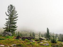 Mysterious scenery with coniferous forest in thick fog. Atmospheric forest landscape with coniferous trees on stony hill in low clouds in rainy weather. The nature of the Western Sayans. photo