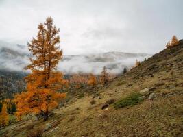 Atmospheric forest landscape with coniferous trees in low clouds in autumn rainy weather. Mysterious scenery with mountain llarche forest in thick fog. photo