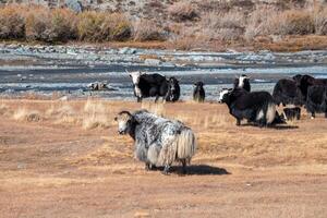 Yaks grazing on autumn pastures in the steppes of Mongolia. Mongolian cattle in the sunny morning. photo