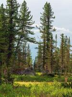 Atmospheric green forest landscape with cedars and firs in mountains. Edge of the forest. Minimalist scenery with coniferous and rocks in sunny day. Vertical view to conifer trees. Mountain woodland. photo