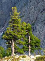 Two huge green cedars on a sunny mountainside against the backdrop of a high mountain. Vertical view. photo