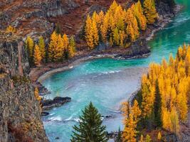 Colorful autumn landscape with golden leaves on trees turquoise stormy mountain river in sunshine. Bright scenery with Argut mountain river and yellow trees in autumn colors in fall time. Top view. photo