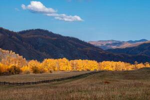 Fiery autumn contrast of nature, impressive minimalistic landscape. The line of trees stretching into the perspective into the distance are illuminated by the sun. photo
