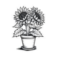 sunflower illustrations with flower pot line art style floral outline sketch for coloring book in black line art on white background vector