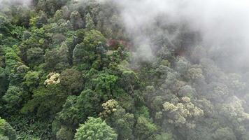 Aerial view of foggy mountain view video
