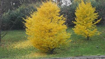 The Beautiful and Vibrant Yellow Trees that Fill the Autumn Park Landscape video