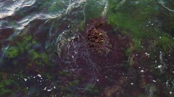 Underneath the Waters Surface Featuring Ripples and Algae Growth video