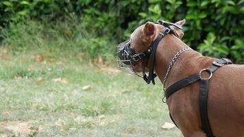 A dog in a muzzle enjoys a green outdoor setting, highlighting its obedient and friendly nature video