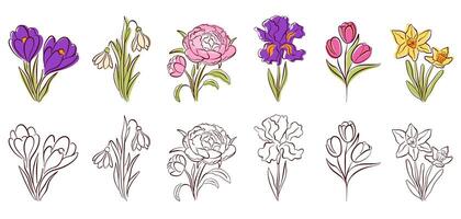 Set of spring flowers in vibrant colors and elegant line art style. Crocus, snowdrop, peony, iris, tulip and daffodil for nature or seasonal design project. Isolated on white background. vector
