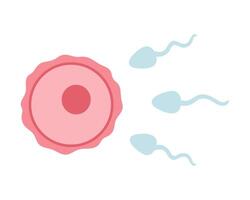 Egg cell, ovum and sperm illustration in cartoon flat style. Fertilization process. vector