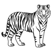 a tiger is standing in a line on a white background vector