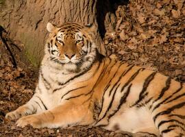 A tiger is lying on dry leaves photo