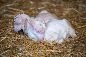 Two little goat in the straw photo