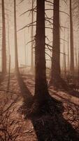 Towering Trees in Scorched Forest video