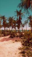 Scenic Sandy Beach With Palm Trees and Ocean video