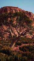Tree in Nevada Desert With Mountain Background video