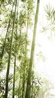 Sunlight Filtering Through Tall Bamboo Tree, vertical video