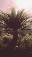 Palm Tree Standing in Field video