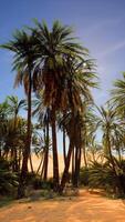 Group of Palm Trees in Desert video