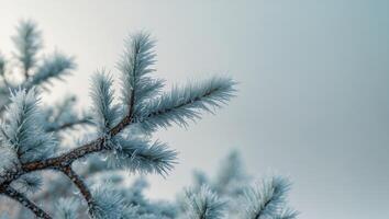 A close up of a pine tree branch covered in frost.A close up of a pine tree branch covered in frost. photo
