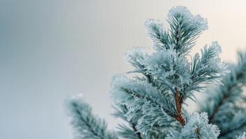 A close up of a pine tree branch covered in frost. photo