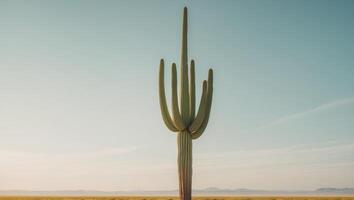 big cactus in the dessert background with copy space. photo
