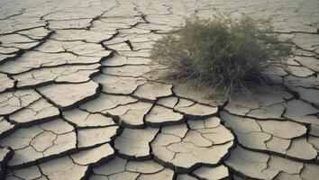 Dried Earth Cracked Surface with Sparse Vegetation.Dried Earth Cracked Surface with Sparse Vegetation. photo
