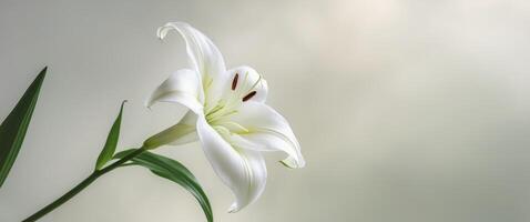 Elegant white lily bloom with delicate petals on a soft background photo